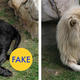 Illustration for article titled 76 Viral Images From 2015 That Were Totally Fake